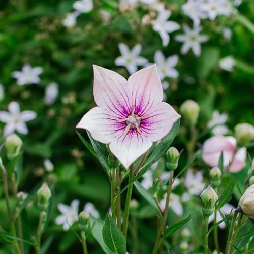 Balloon Flower Seeds – Pink