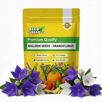 Balloon Seeds – Grandiflorus