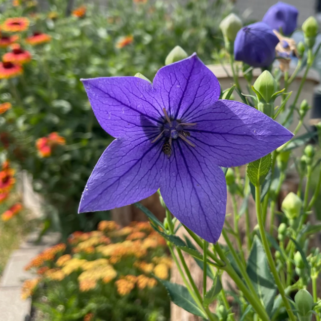 Balloon Seeds – Perennial Platycodon Grandiflorus
