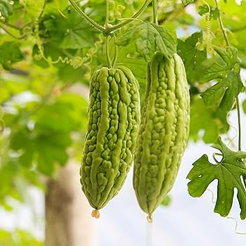 Balsam Pear Seeds – Bitter Melon
