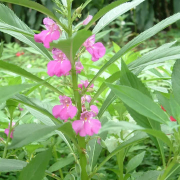 Balsamine Seeds -  Flower Plant For Home Gardens