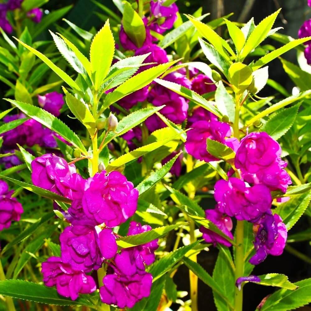 Balsamine Seeds -  Flower Plant For Home Gardens