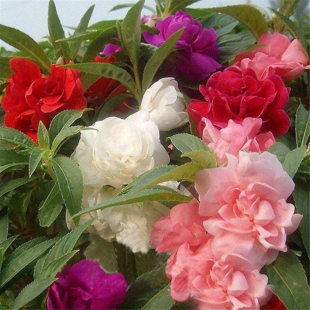 Balsamine Seeds -  Flower Plant For Home Gardens
