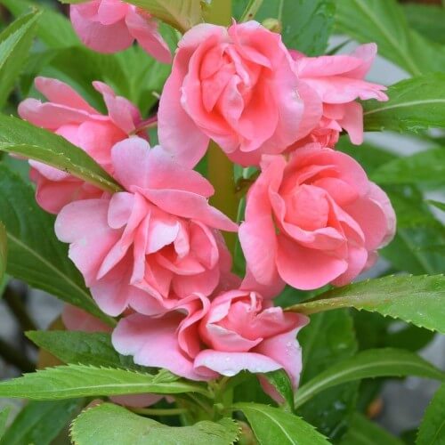 Balsamine Seeds -  Flower Plant For Home Gardens