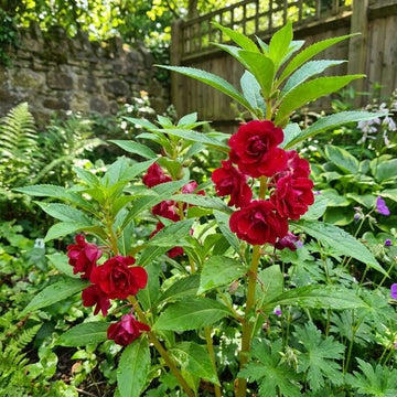 Balsamine Seeds -  Flower Plant For Home Gardens