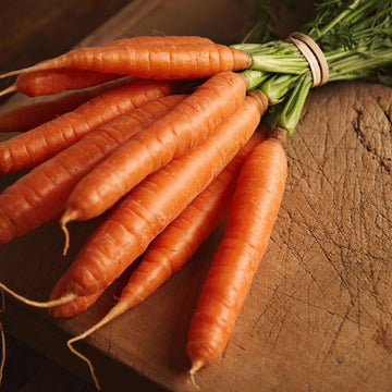 Carrot Seeds – Bambina