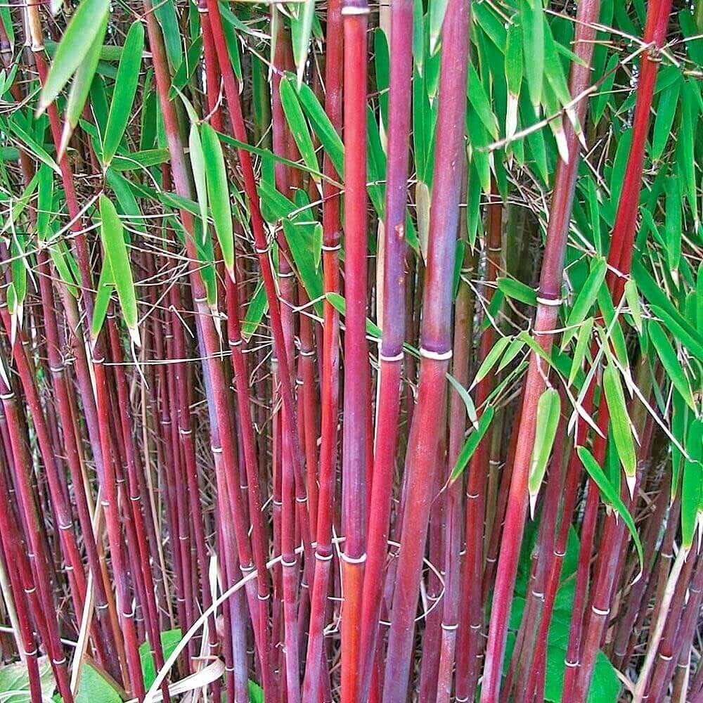 Bamboo Seeds – Costa Rica Red