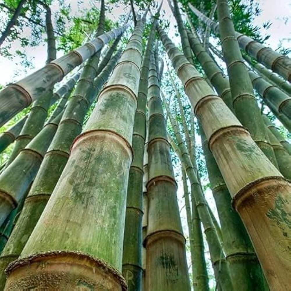 Bamboo Seeds – Giant