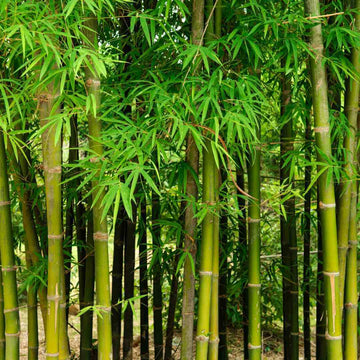 Bamboo Seeds - Flower Plant for Home Gardens