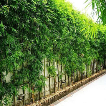 Bamboo Seeds - Flower Plant for Home Gardens
