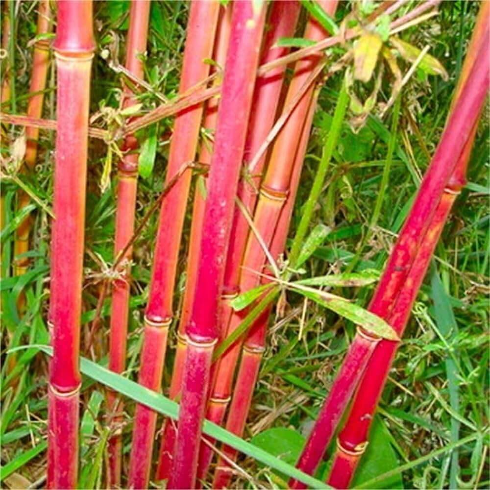 Bamboo Seeds – Costa Rica Red