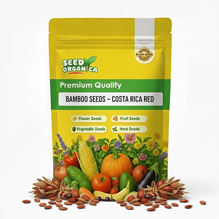 Bamboo Seeds – Costa Rica Red