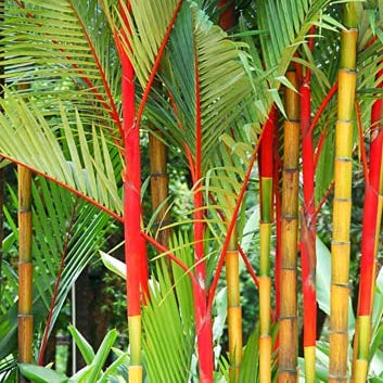 Bamboo Seeds – Costa Rica Red