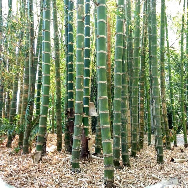 Bamboo Seeds – Giant