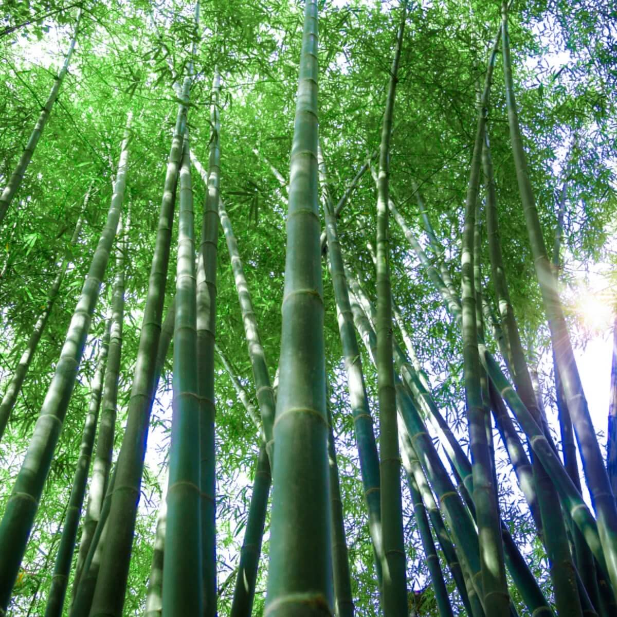 Bamboo Seeds – Giant