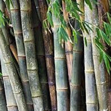 Bamboo Seeds – Giant