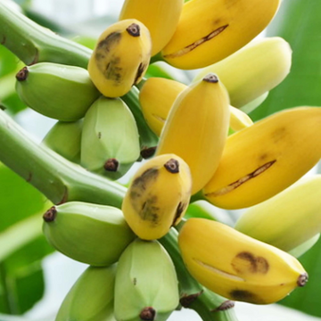 Banana Seeds - Dwarf Cavendish
