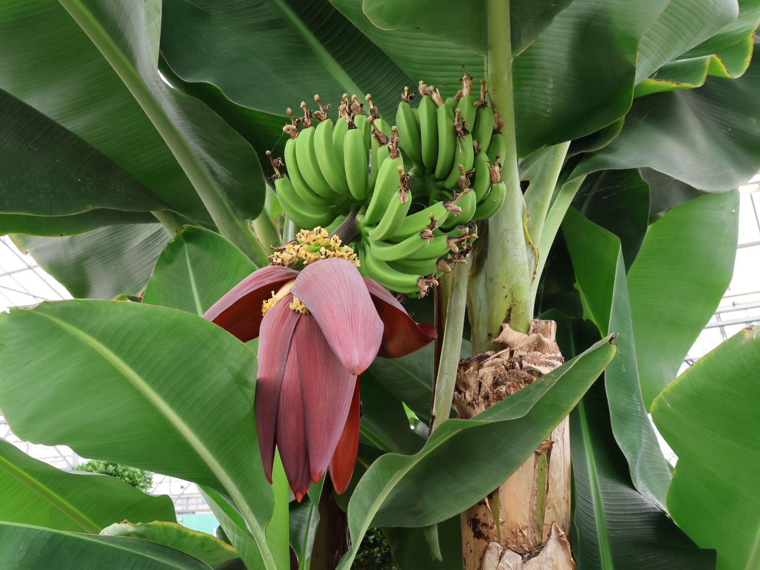 Banana Seeds - Dwarf Cavendish
