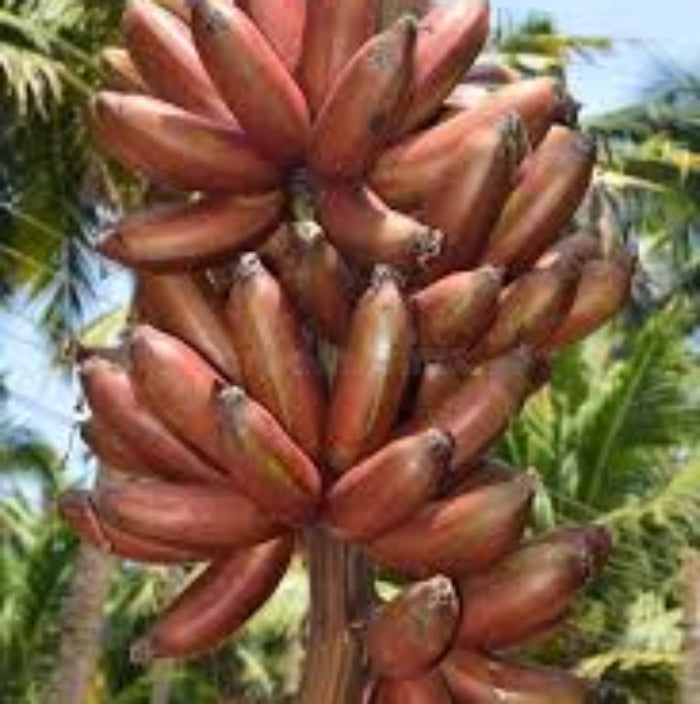 Banana Seeds – Brown