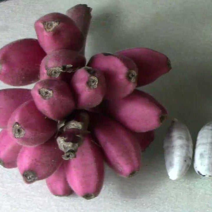 Banana Seeds – Dark Pink