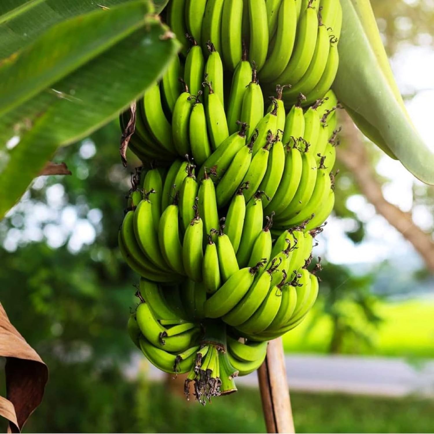 Banana Seeds – Dwarf

