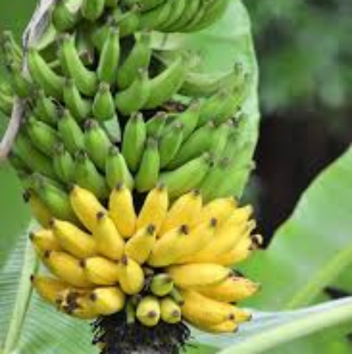 Banana Seeds – Green Yellow