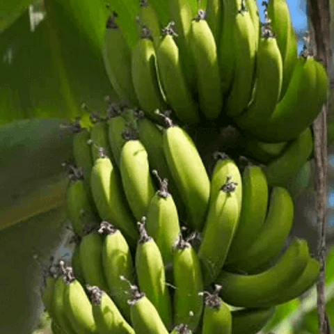 Banana Seeds – Light Green