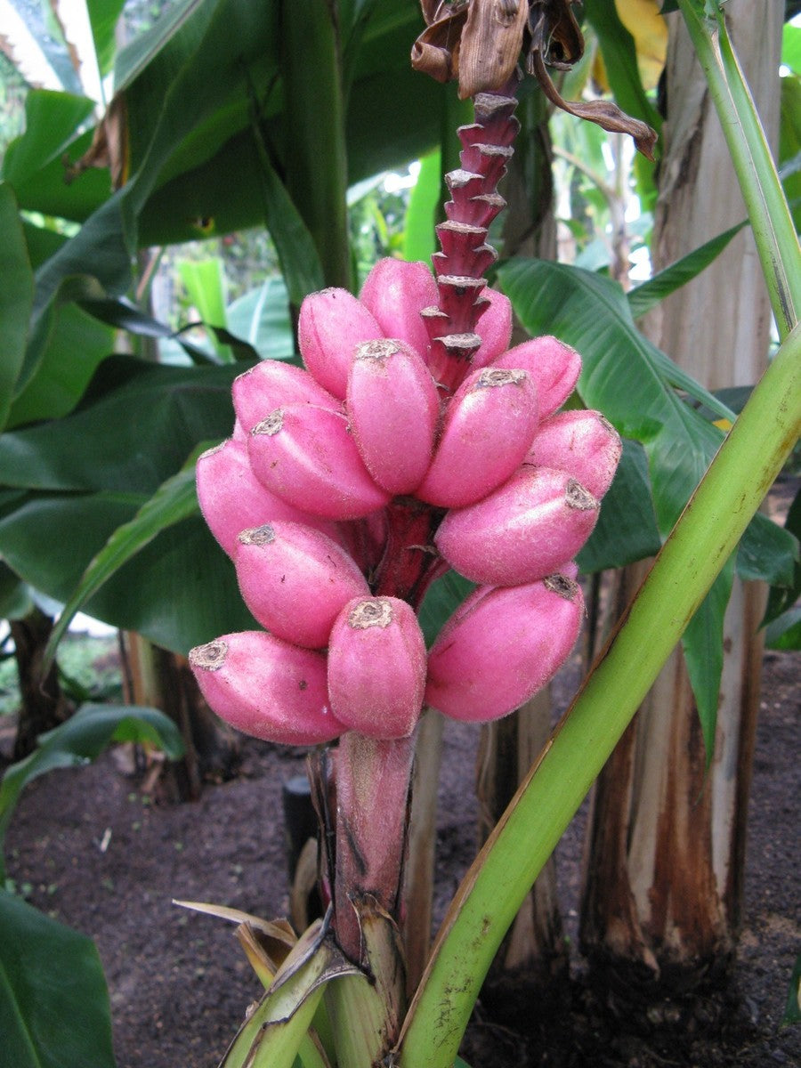 Banana Seeds – Musa Velutina
