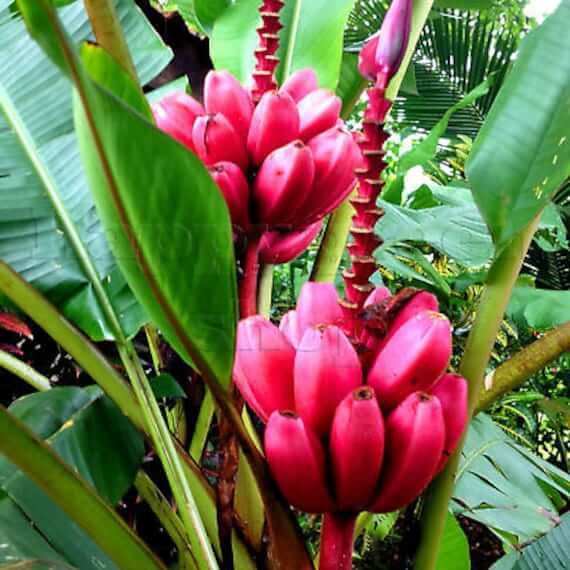 Banana Seeds – Pink Musa Velutina