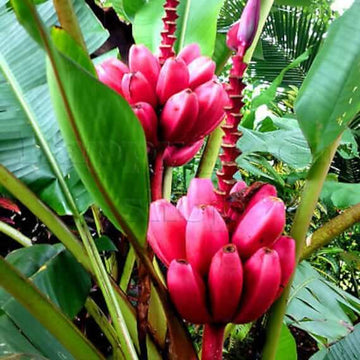 Banana Seeds – Pink Musa Velutina