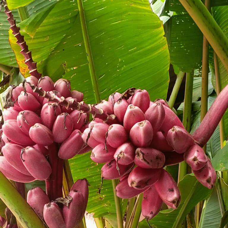 Banana Seeds – Pink Musa Velutina