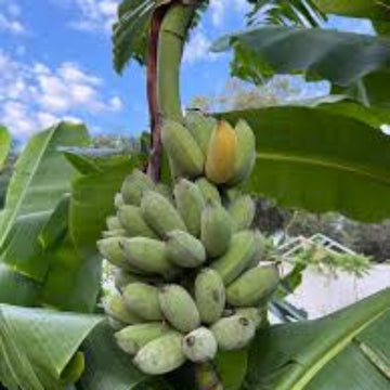 Banana Seeds – Pisang Awak Dwarf