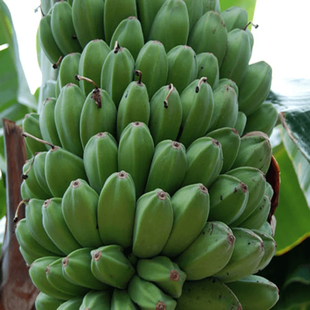 Banana Seeds – Saba