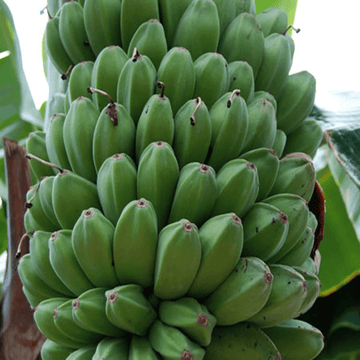 Banana Seeds – Saba