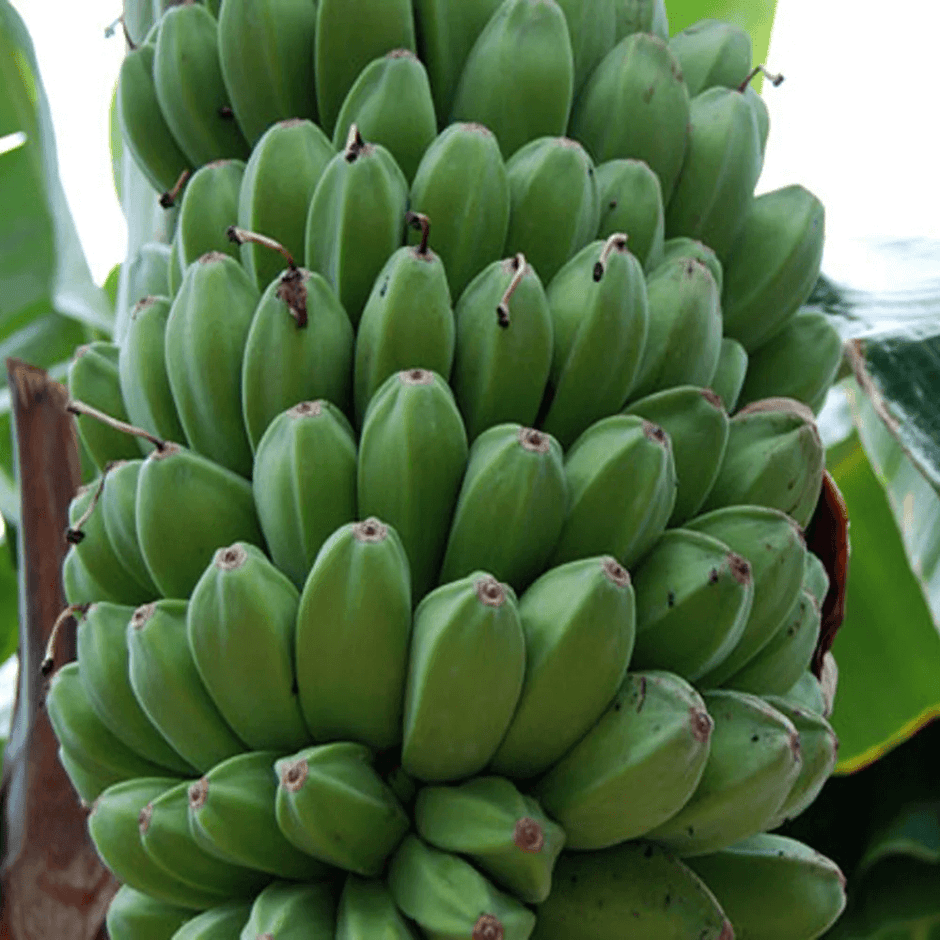 Banana Seeds All Varieties – Buy Online | Seed Organica