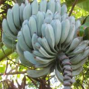 Banana Seeds – Giant Cavendish (Williams)