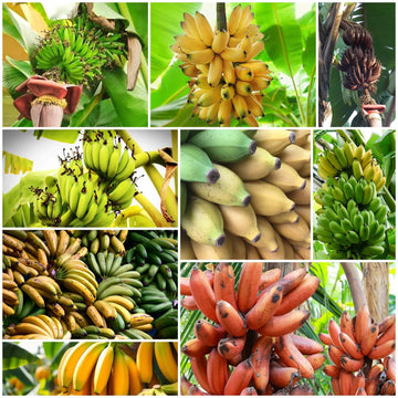 Banana Seeds - All In One For Home Gardens
