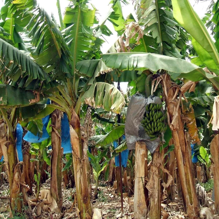 Banana Seeds - All In One For Home Gardens