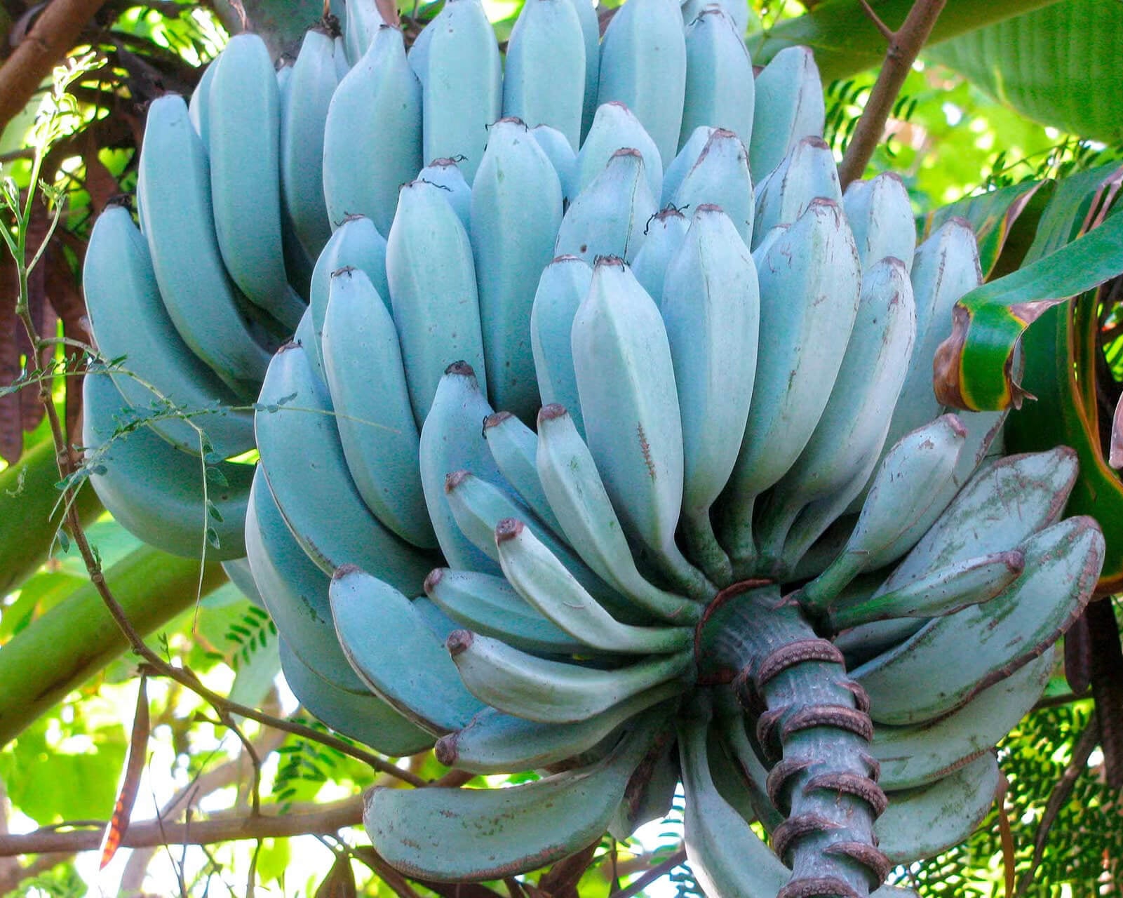 Blue Java Bananda Blue Java Banana Seeds | Exotic Tropical Garden Plants