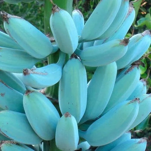 Banana Seeds – Blue Java