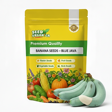 Banana Seeds – Blue Java