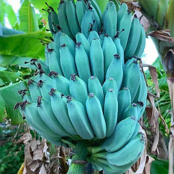 Banana Seeds – Blue Java
