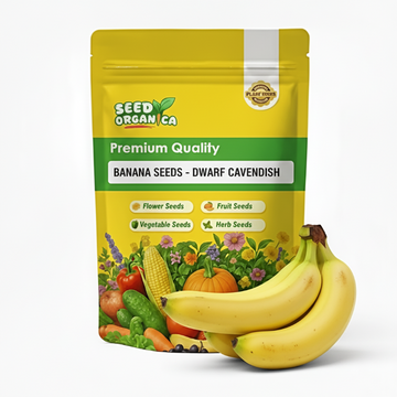 Banana Seeds – Cavendish