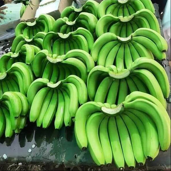 Banana Seeds – Dark Green