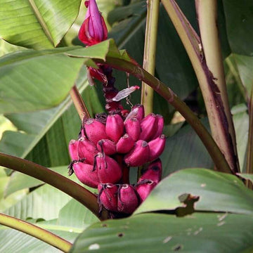 Banana Seeds – Dark Pink