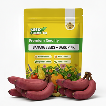 Banana Seeds – Dark Pink