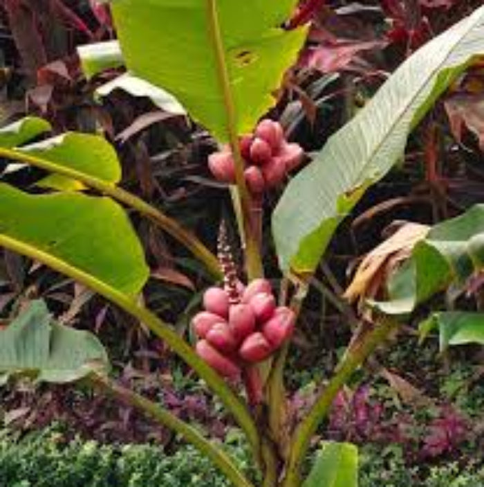 Banana Seeds – Dark Pink