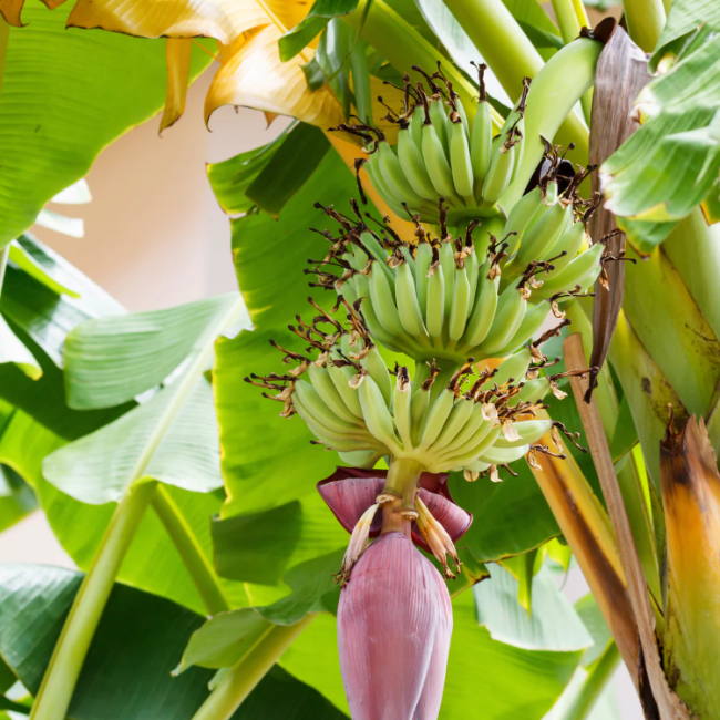 Banana Seeds – Dwarf
