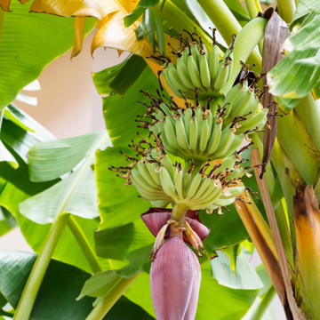 Banana Seeds – Dwarf
