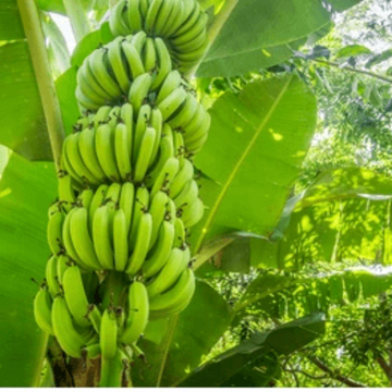 Banana Seeds – Giant Cavendish (Williams)